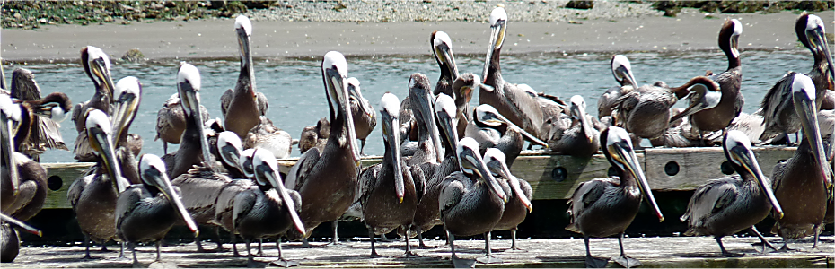 Pelicans, Grays Harbor, WA