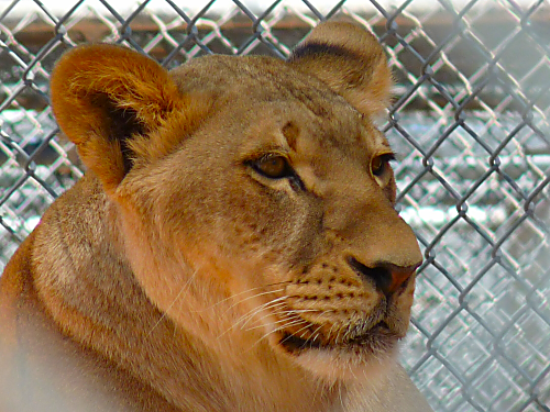 Lion Habitat Ranch 9