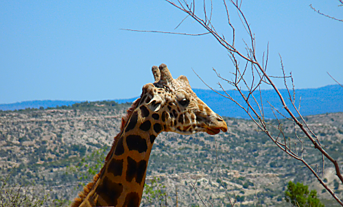 OOA Giraffe 1