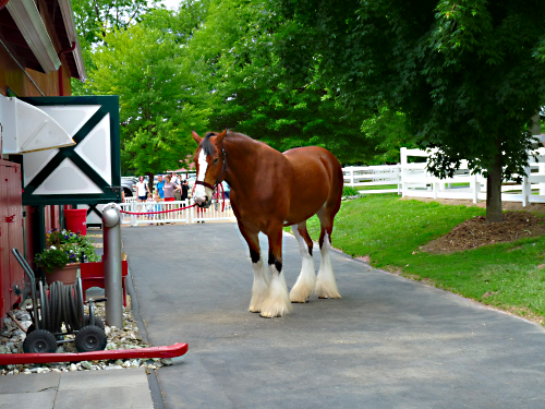 Clydesdale 1