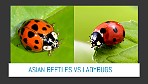 LadyBugs and Beetles