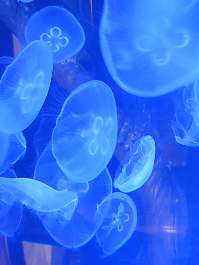 Zoo Lights - Jellyfish 2