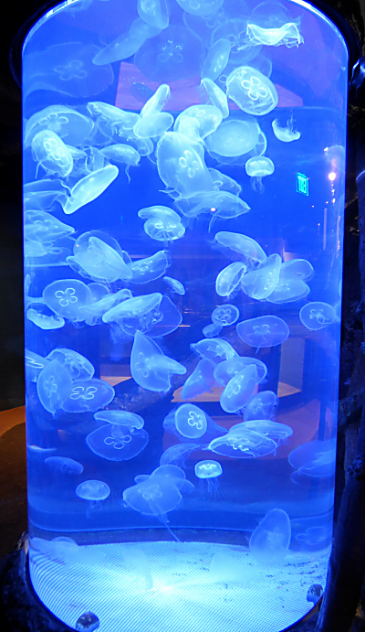 Zoo Lights - Jellyfish