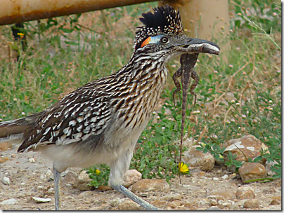 Roadrunner with Lizard_thumb[1]