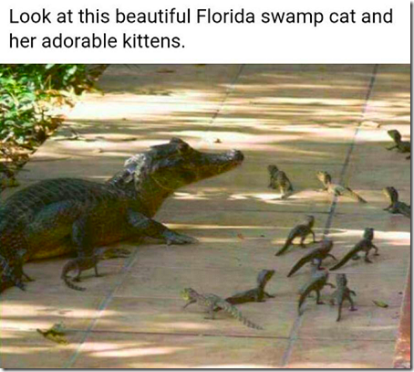 Florida Swamp Cat