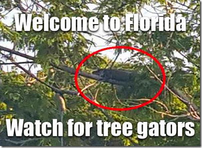Tree Gators