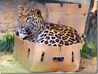 big-cats-in-boxes