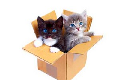cute-kittens-in-boxes-felidae-300x200