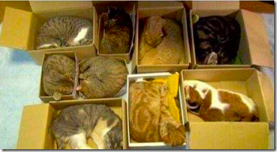 organize-cat-boxes