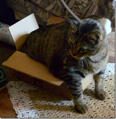 Mister in Small Box
