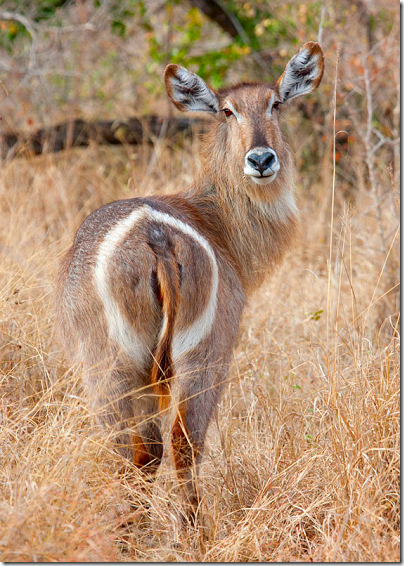 Waterbuck