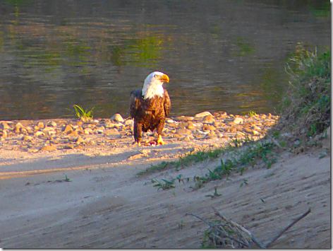 Colorado River Eagle 1