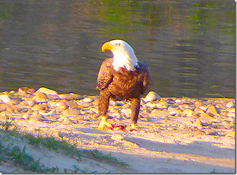Colorado River Eagle 2