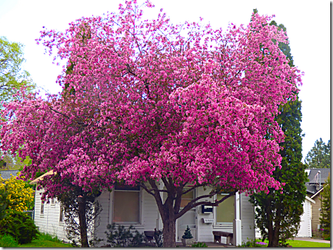 Bend Pink Tree 1