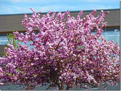 Bend Pink Tree 2