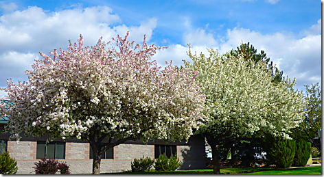 Bend Pink Tree 3