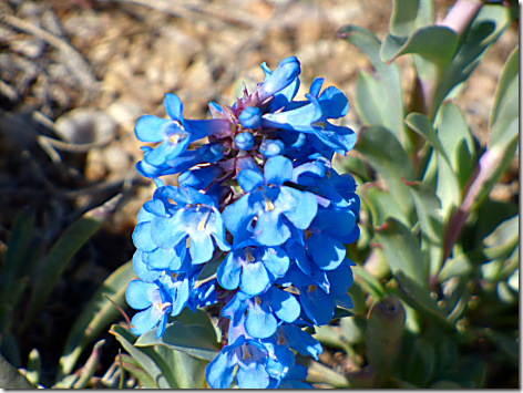 Montana Scenery Blue Flower