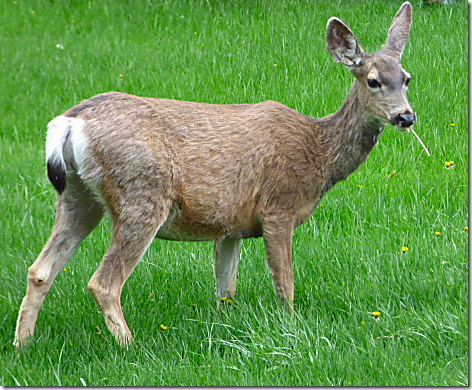 Sunriver Deer 2