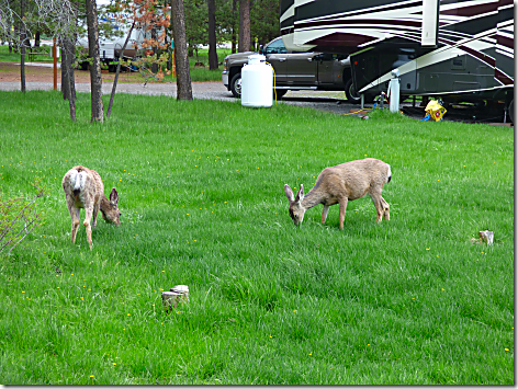 Sunriver Deer 3