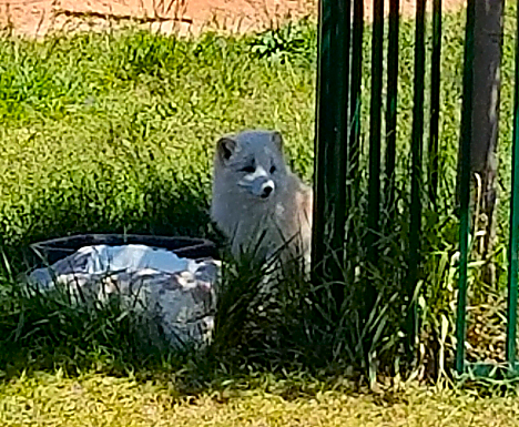 Bear Country Arctic Fox