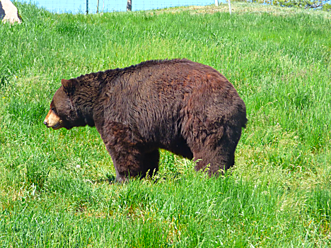 Bear Country Bear 1