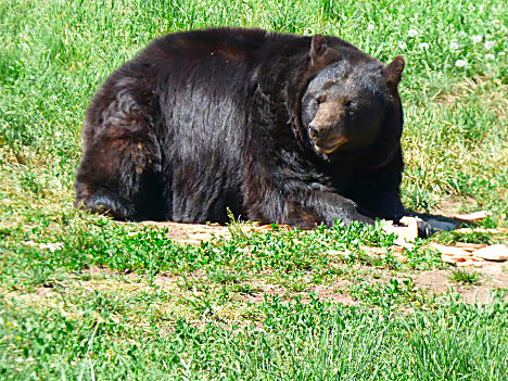 Bear Country Bear 3