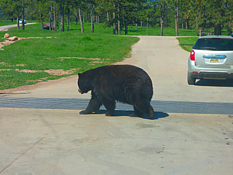 Bear Country Bear at Guard
