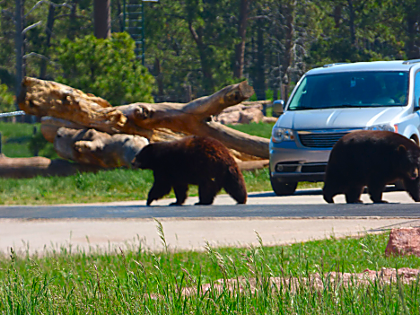Bear Country Bears at Guard