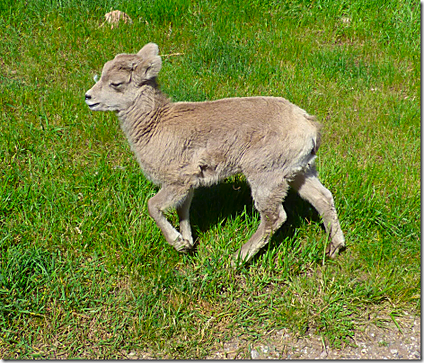 Bear Country Big Horn Sheep 2