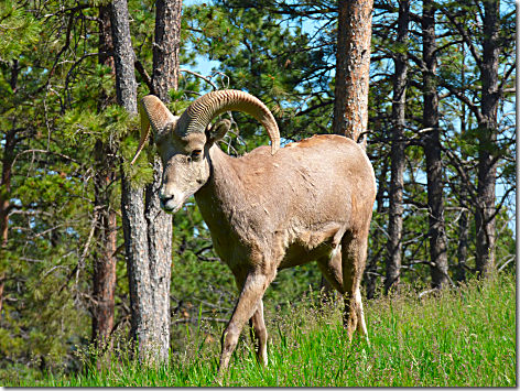 Bear Country Big Horn Sheep