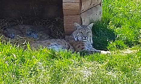 Bear Country Bobcat