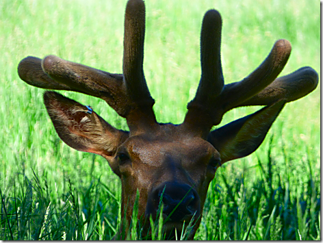 Bear Country Elk 2