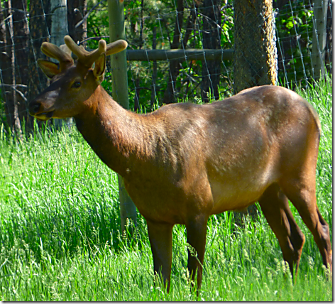 Bear Country Elk