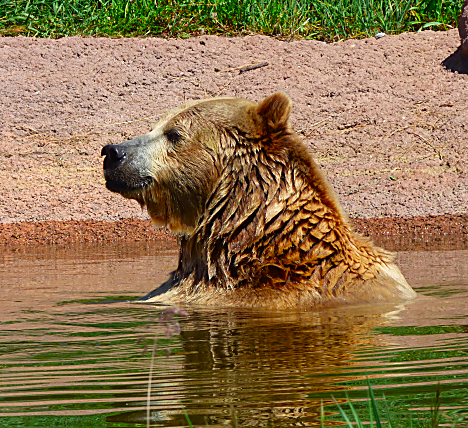 Bear Country Grizly