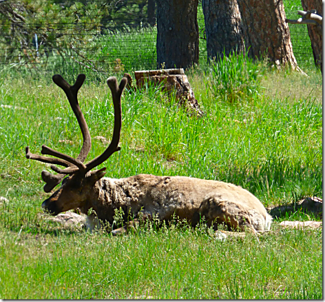 Bear Country Reindeer 1