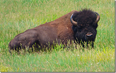 Buffalo 1