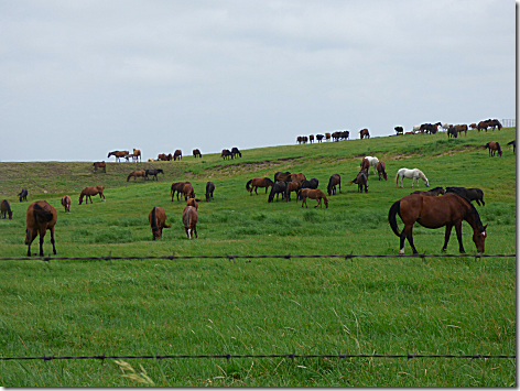 Drummond Ranch Mustangs 1