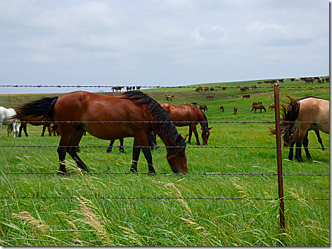 Drummond Ranch Mustangs 2