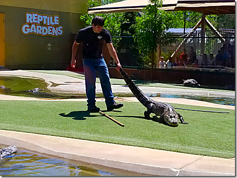 Reptile Gardens Alligator Show 1