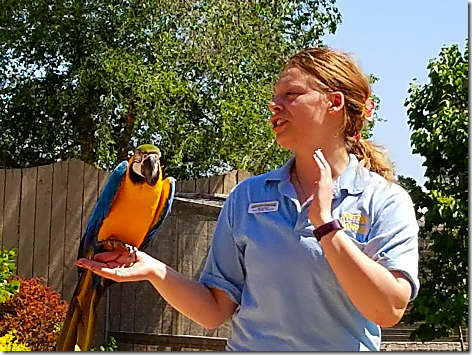 Reptile Gardens Bird Show 1