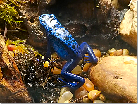 Reptile Gardens Blue Poison Frog