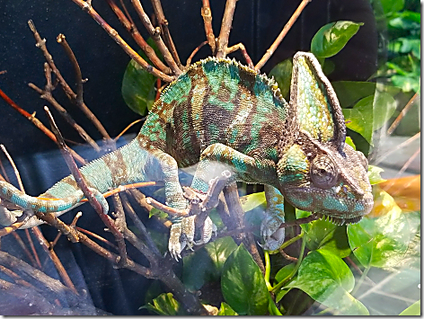 Reptile Gardens Cameleon