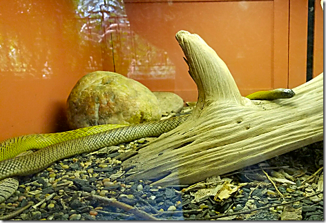 Reptile Gardens Fierce Snake