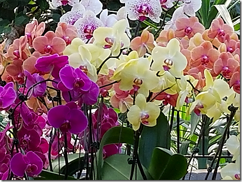 Reptile Gardens Flowers