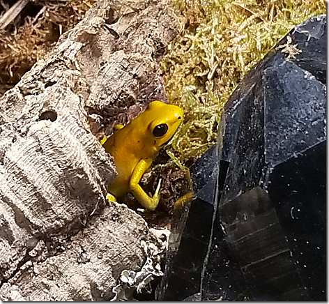 Reptile Gardens Gold Poison Frog