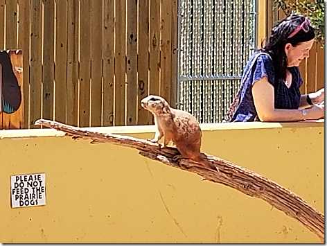 Reptile Gardens Prarie Dog 1