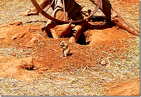 Reptile Gardens Prarie Dog 2