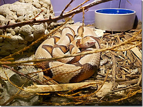 Reptile Gardens Snake 2