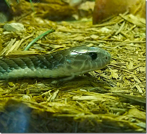 Reptile Gardens Snake 3
