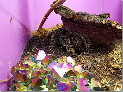 Reptile Gardens Tarantula 1